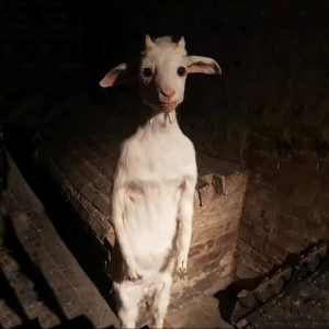 BILLY Coin: The Standing Goat Meme Coin - Get the Latest in MEME Coins