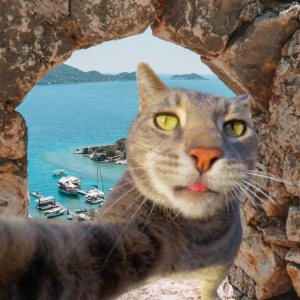 CATOUR Coin: The Most Traveling Cat Meme Coin - Follow His Adventures!