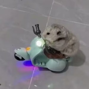 Vespa Coin: Hamster Riding Classic Vespa - Discover the Latest Meme Coin