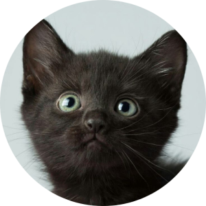IT: ITMITSU Meme Coin - The Cute Japanese Black Cat Coin on Solana
