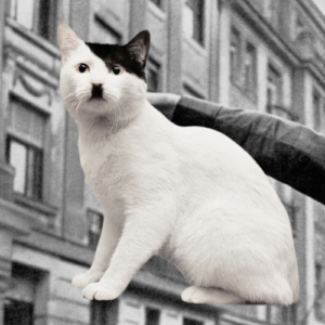 KITLER Coin: Ultimate Meme Coin - Hitler Cat Transformed!