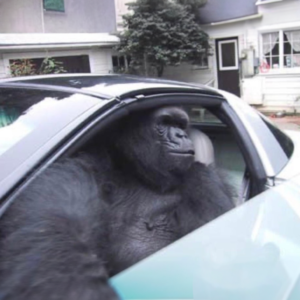 COUPE Coin: Join the Wild MEME Coin Revolution with 'Gorilla In A Coupe