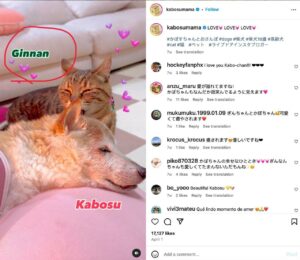 GINNAN Coin: Meme Coin - Sister of Kabosu, Check Instagram!