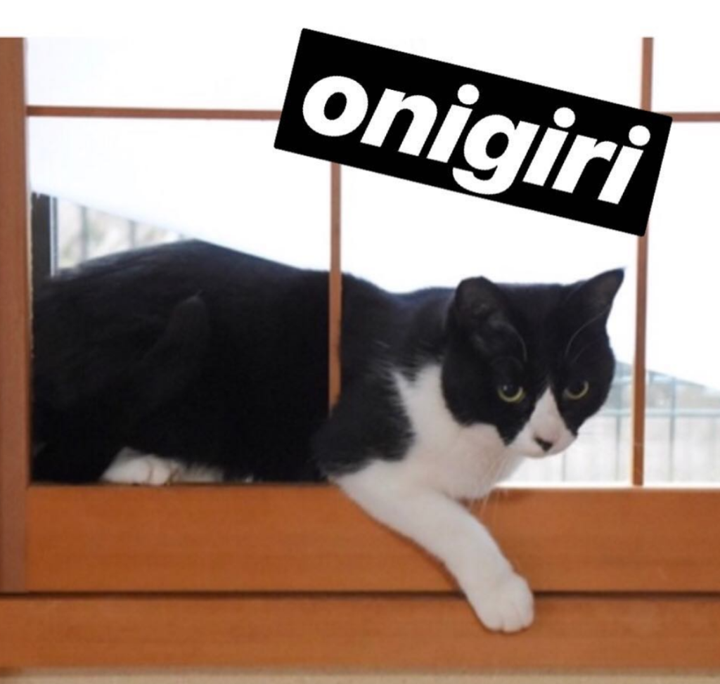 ONIGIRI: Cutest MEME Coin Inspired by Onigiri Cat u304au306bu304eu308a - Join Today!