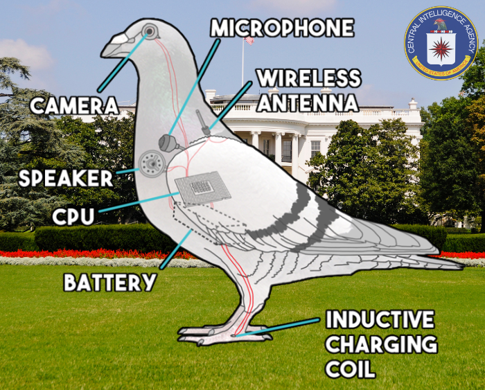 SPY Coin: Government Pigeon - The Ultimate Meme Coin Name Coin