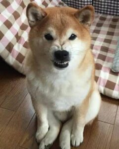 Dog Coin: Join the Shiba Pack - The Ultimate Meme Dog Coin!