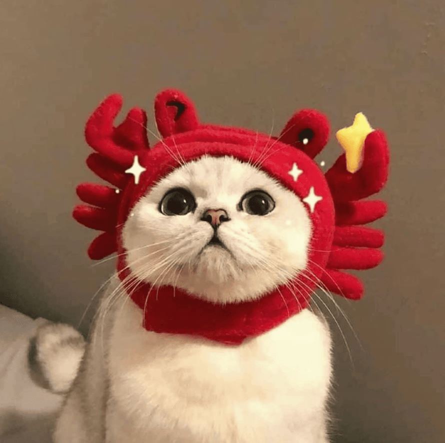 CRAB Coin: Discover the Latest Meme Coin - CrabbyCatty on Raydium!