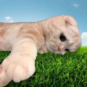 GRASS Coin: Discover meme Coin inspired by Touch Grass Cat! #MEMECoins