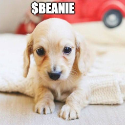 BEANIE Coin: Discover the latest meme sensation - BEANIE Coin today!