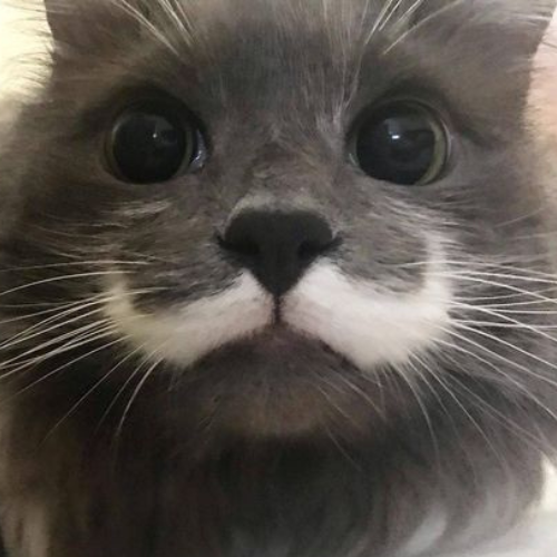 STASHY Coin: Mustache Cat Meme Coin - The Quirkiest Sensation on Solana!