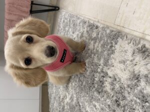 Stelly On Sol: The Cutest Pup Meme Coin Sensation on Solana!
