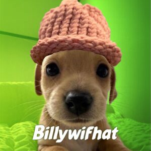 BIF Coin: Whimsical MEME Coin 'Billywifhat' on MEME is Game
