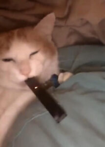 JCAT Coin: Juul Cat puffin' its worries away - latest meme Coin name Coin