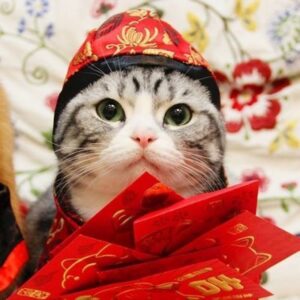 richmao Coin: Meme Coin richmao, Famous Chinese Cat of Wealth and Fortune