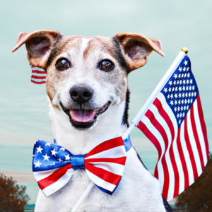 INDY Coin: Independence Dog - Unleash MEME Power with INDY Coin!