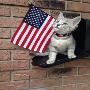 LUNA Coin: Independence Cat's MEOWERICA! Explore MEME Coins at MEME is Game
