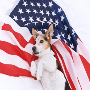 JOE Coin: Discover the Official U.S.A. Dog in MEME Coins Trends