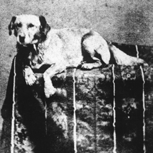 Fido Coin: Abe Lincoln's Dog Meme Coin - Presidential Pet History