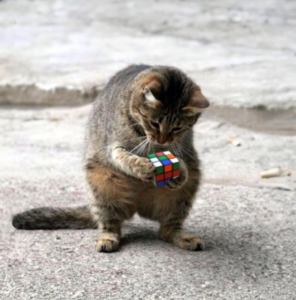 RUBIKS Coin: Join Rubiks Cat's meme lunar adventure with Rubiks Coin