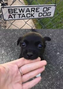 $NIGO: Meme Coin Guide - Discover the Cutest Attack Dog Coin Name