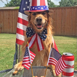 YANKEE: USA DOG Coin - Meme Coin Symbolizing Liberty, Unity, Equality