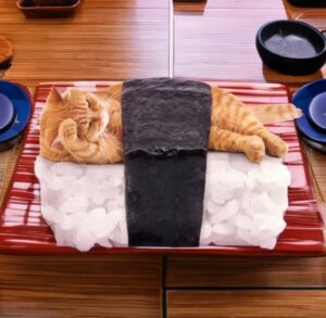 sushi Coin: Meet sushi cat – the meme Coin name Coin sensation!