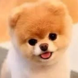 BOO: Cutest Dog Meme Coin u2013 Discover $boo on MEME is Game Today!