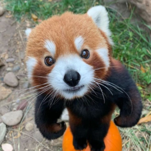 POM Coin: Most Memeable Red Panda on Solana! Discover POM Coin Today!