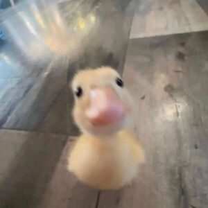 chuchy: Discover the Cutest Tiny Duck Meme Coin - Adorable Crypto Trends