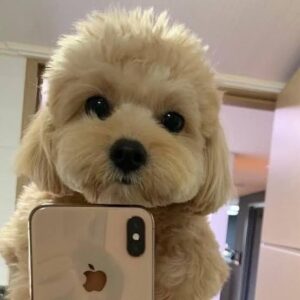 BENNY Coin: Famous Dog, Selfies, Meme Fun - Discover Benny Coin