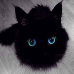 $jacky: The Cutest Cat Meme Coin on Solana - Stay Updated on jacky Coin