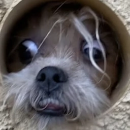 DOLLY Coin: Cute Dog MEME Coin Peeking Through a Hole - Discover DOLLY!