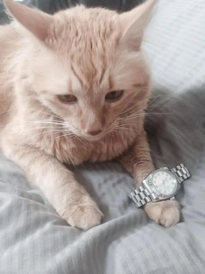 ROLLY Coin: Discover the Meme Coin on Solana with Drippiest Cat & Rolex