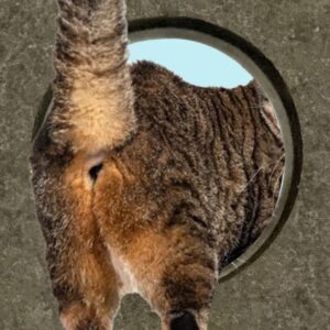 ASSY Coin: Discover the Latest MEME Coin Name Coin from HOLLY Cat