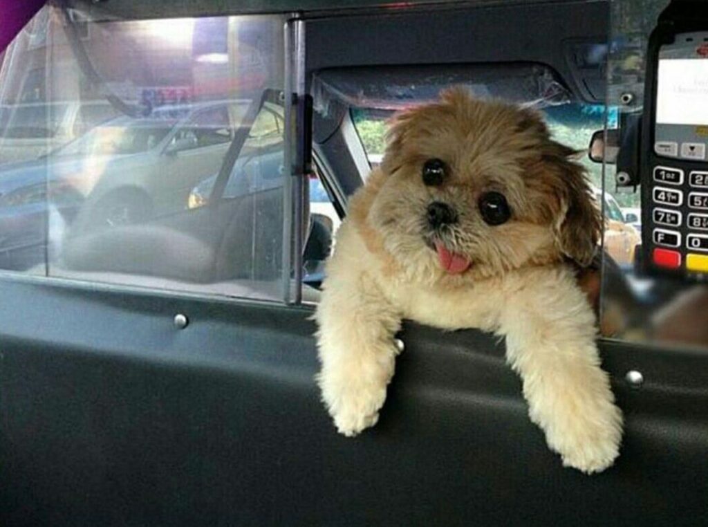 Taxi Dog Coin: Discover the Latest MEME Coin - Stay Ahead with 'taxi