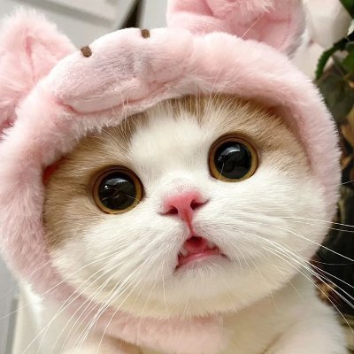 DOLLY Coin: The Cutest Viral Cat MEME Coin - $DOLLY Ultimate High