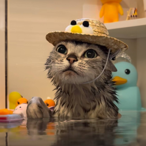 BATH Coin: Splish Splash 'bath cat' MEME Coin - Dive into MEME Coins!