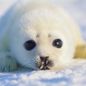 SEELY Coin: Discover SEELY, the Cutest Seal Meme Coin on MEME is Game!