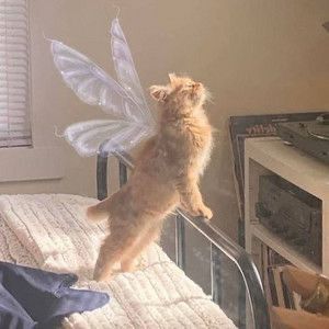 Angely Coin: Discover Angely, the Adorable Angel Cat MEME Coin