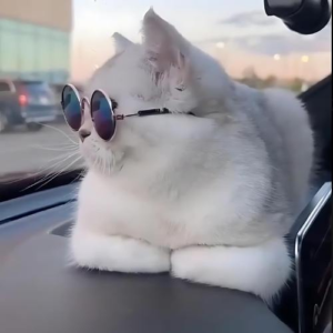 CHILLIN Coin: the chill cat of meme coins, just chillin' on Solana