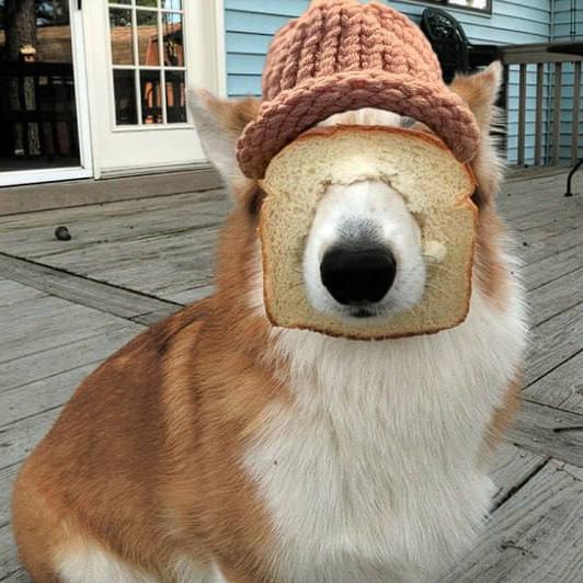 $DWB Coin: Most Memeable DogWifBread Coin on Solana Chain