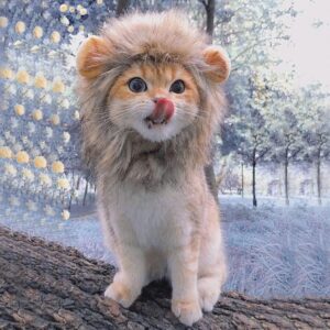 simba Coin: Discover MEME simba Coin - It's a Lion Cat! Dive In Today!