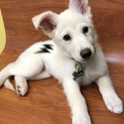 BOLT: The white shepherd meme dog with superpowers - Coin name Coin