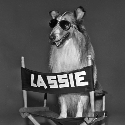 LASSIE: Famous Meme Dog on Solana Coin 2024 - Lassie the Dog