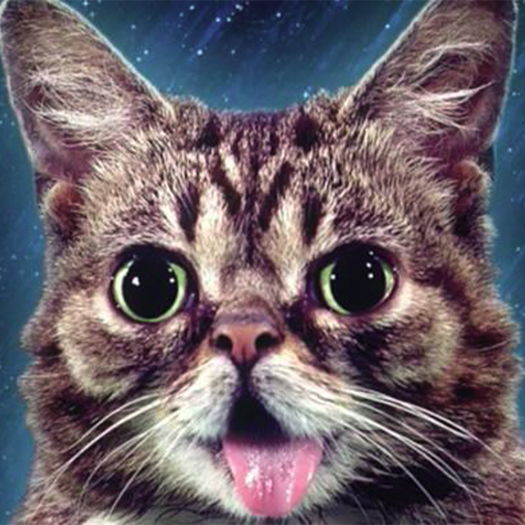 BUB: Memeworthy Lil Bub - American Celebrity Cat Meme Coin