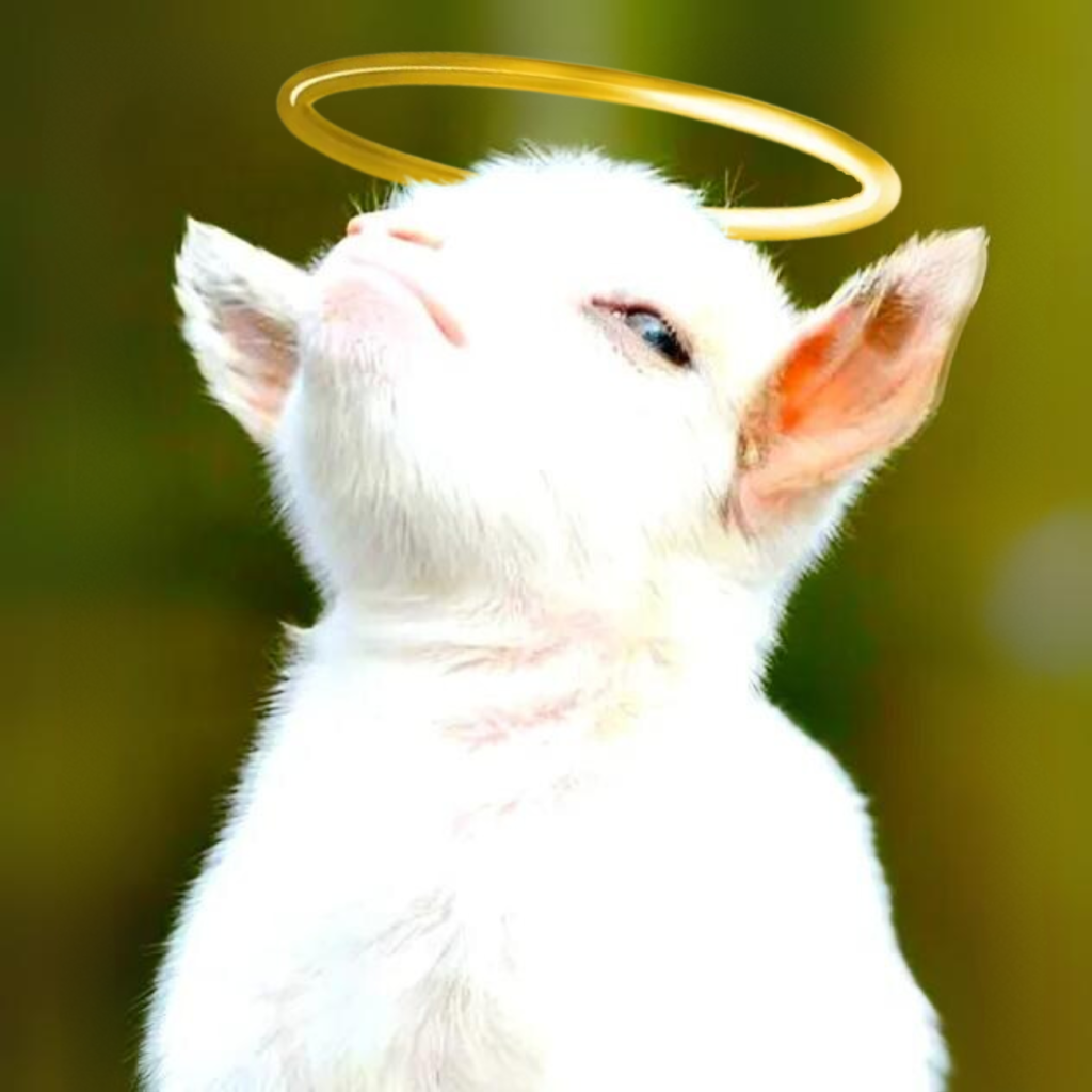 GOATLY Coin: GODLY GOAT, Meme Coin, G.O.A.T of Solana - Join Today!