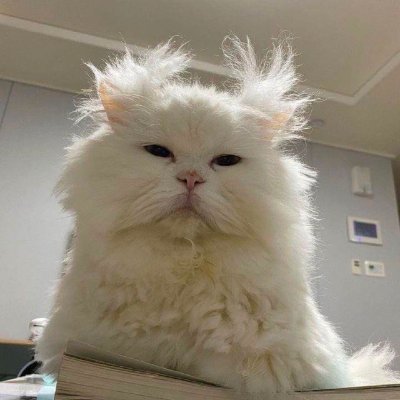 $tigi Coin: Bed Hair Cat Meme Coin - Fix Your Day with $tigi!