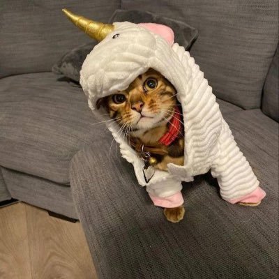 Unicat Coin: The 1st Mythical Unicorn Cat MEME Coin on Solana!