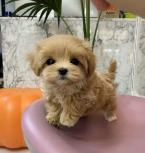 $MIMI: Meet 'mimi', the Cutest Dog Coin on Solana - Join the Meme Coin Craze