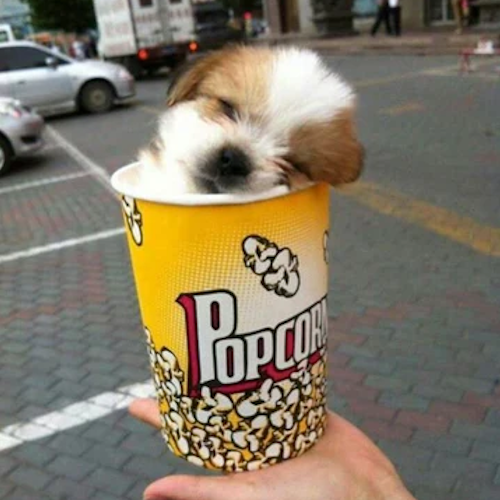 pupcorn